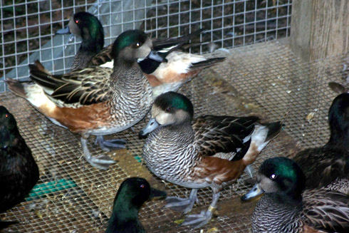 Chiloe flock